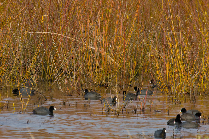 American Coots In Reeds